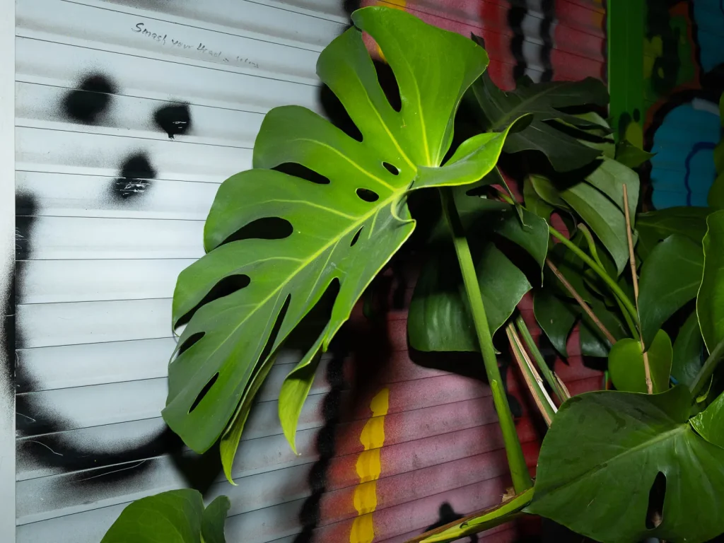 Erlaubnisfelder, Bild 11