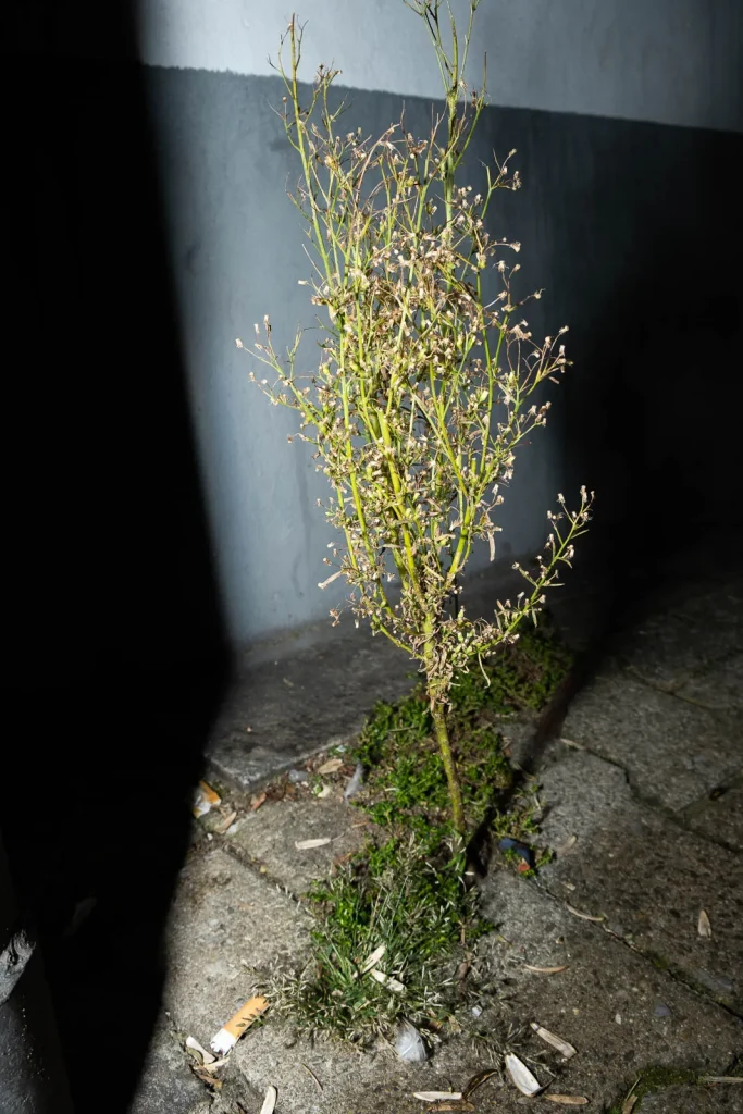 Erlaubnisfelder, Bild 13