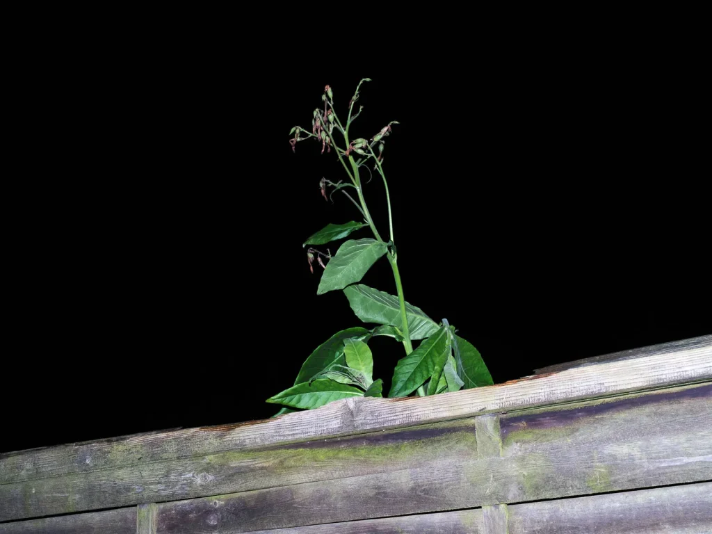 Erlaubnisfelder, Bild 15