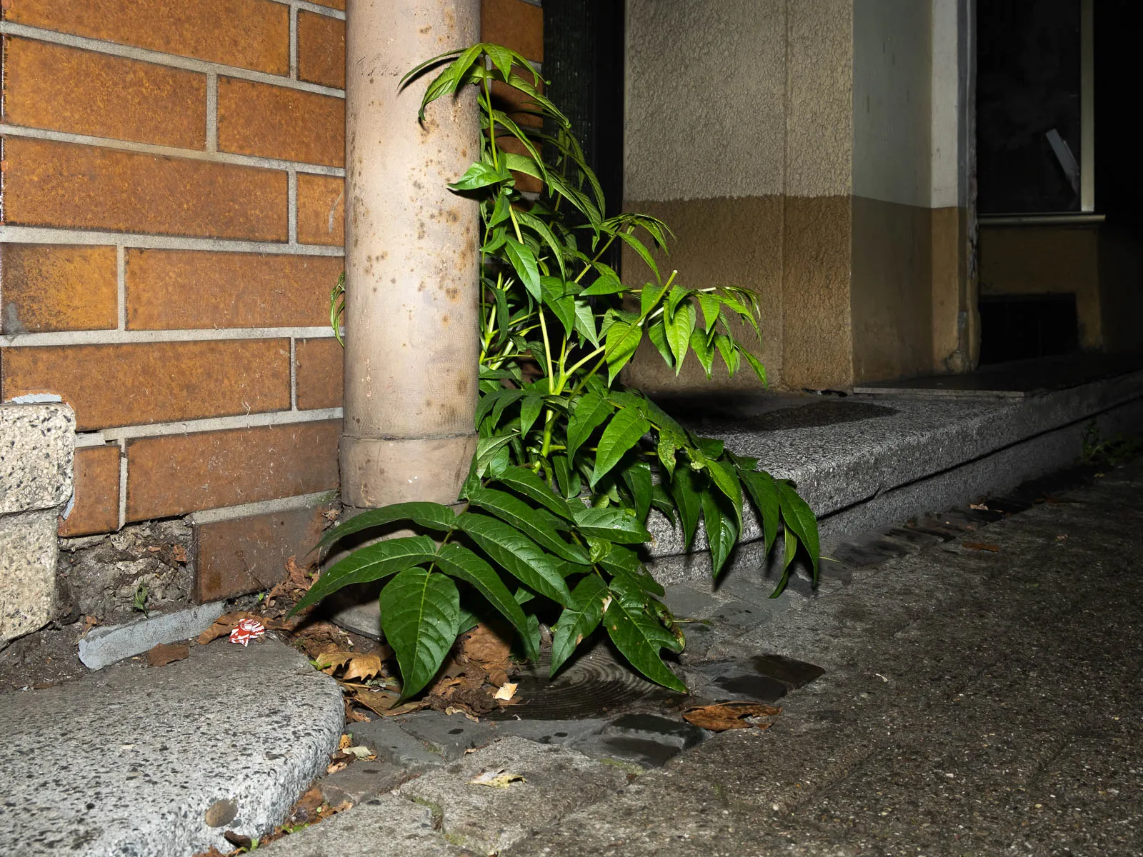 Erlaubnisfelder, Bild 3